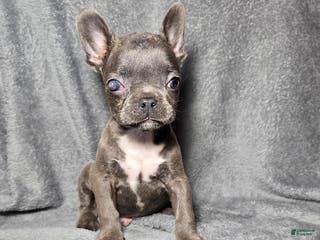 Frenchton dogs Chase Special Needs - Ad 3