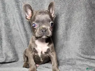 Frenchton dogs Chase - Special Needs - Ad 18