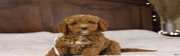 Goldendoodle dogs for sale: Sam - Ad 4