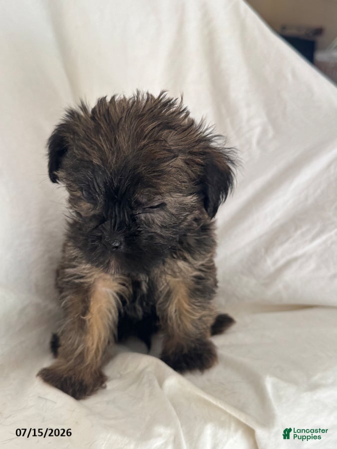 Shorkie dogs Ethan - Ad 2