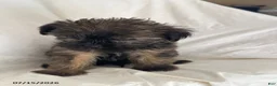 Shorkie dogs for sale: Ethan - Ad 2