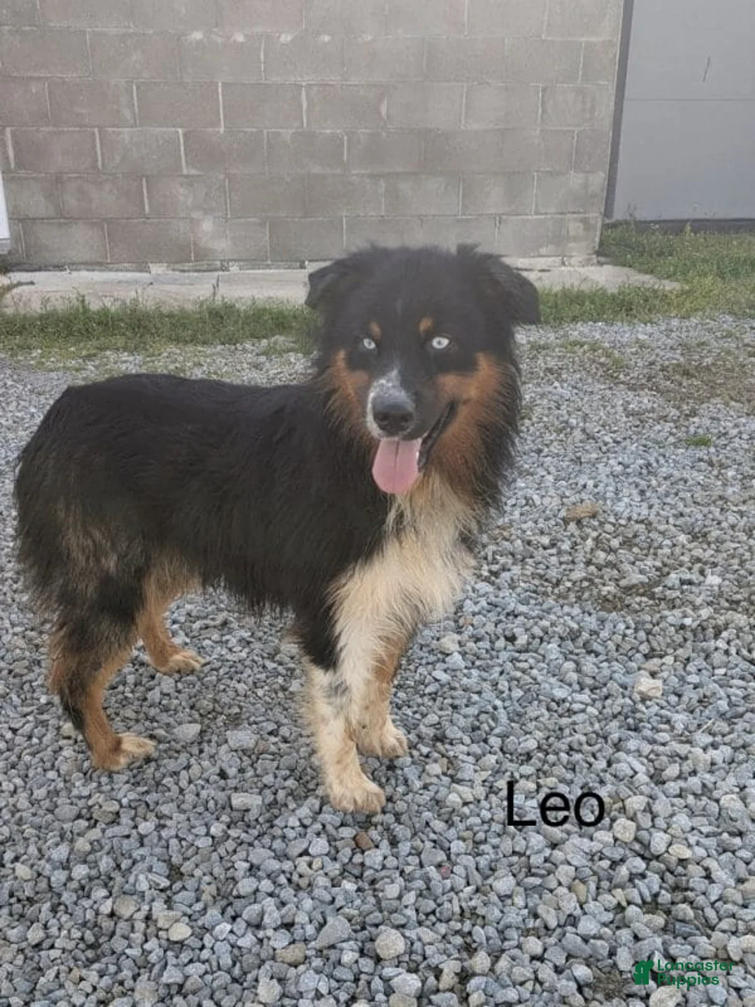 Australian Shepherd dogs for sale: Beverly  - Ad 12