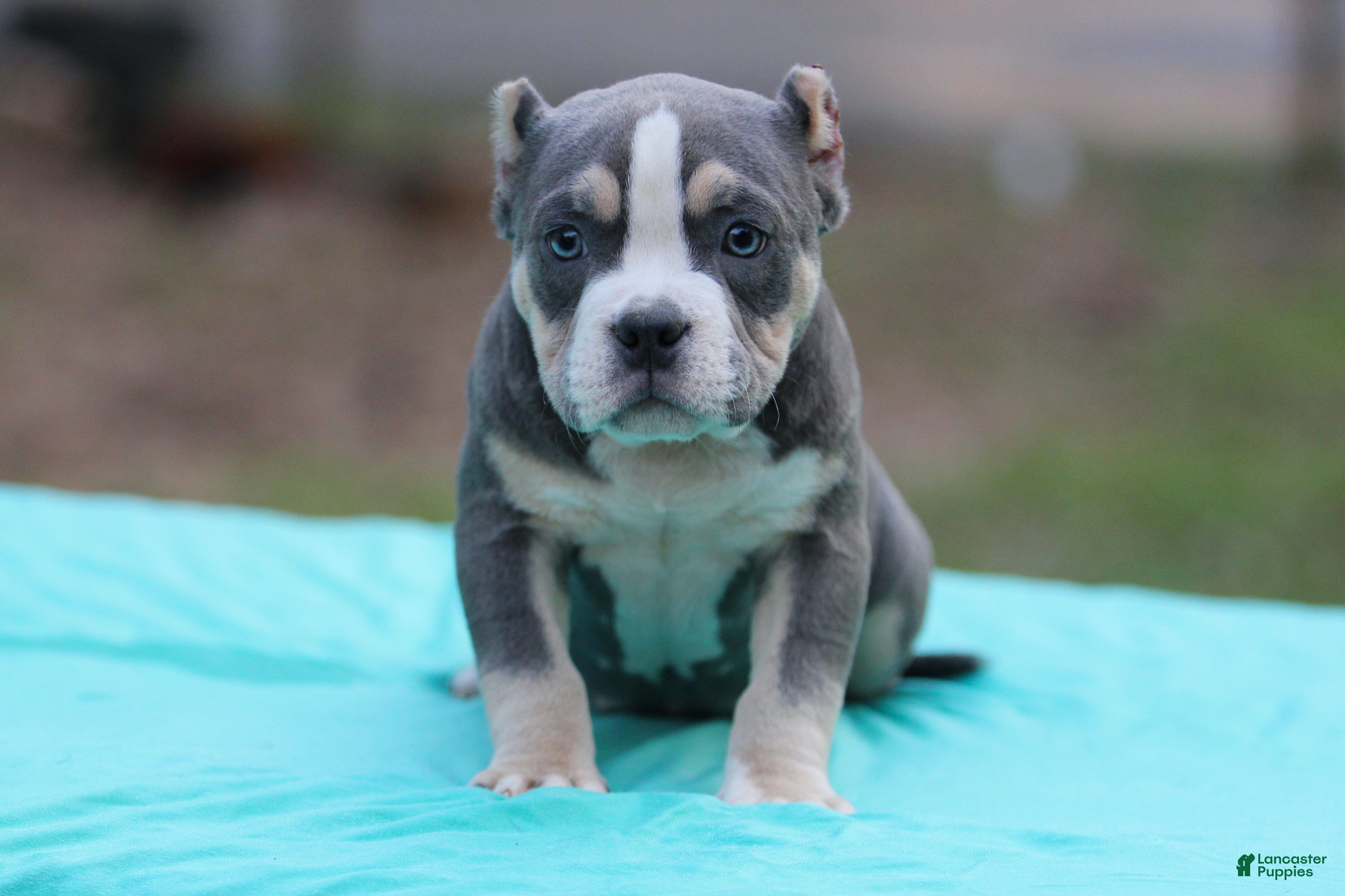 American Bully dogs Blue Tri Female 2 - Ad 19