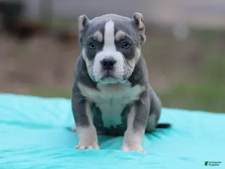 American Bully dogs Blue Tri Female 2 - Ad 19