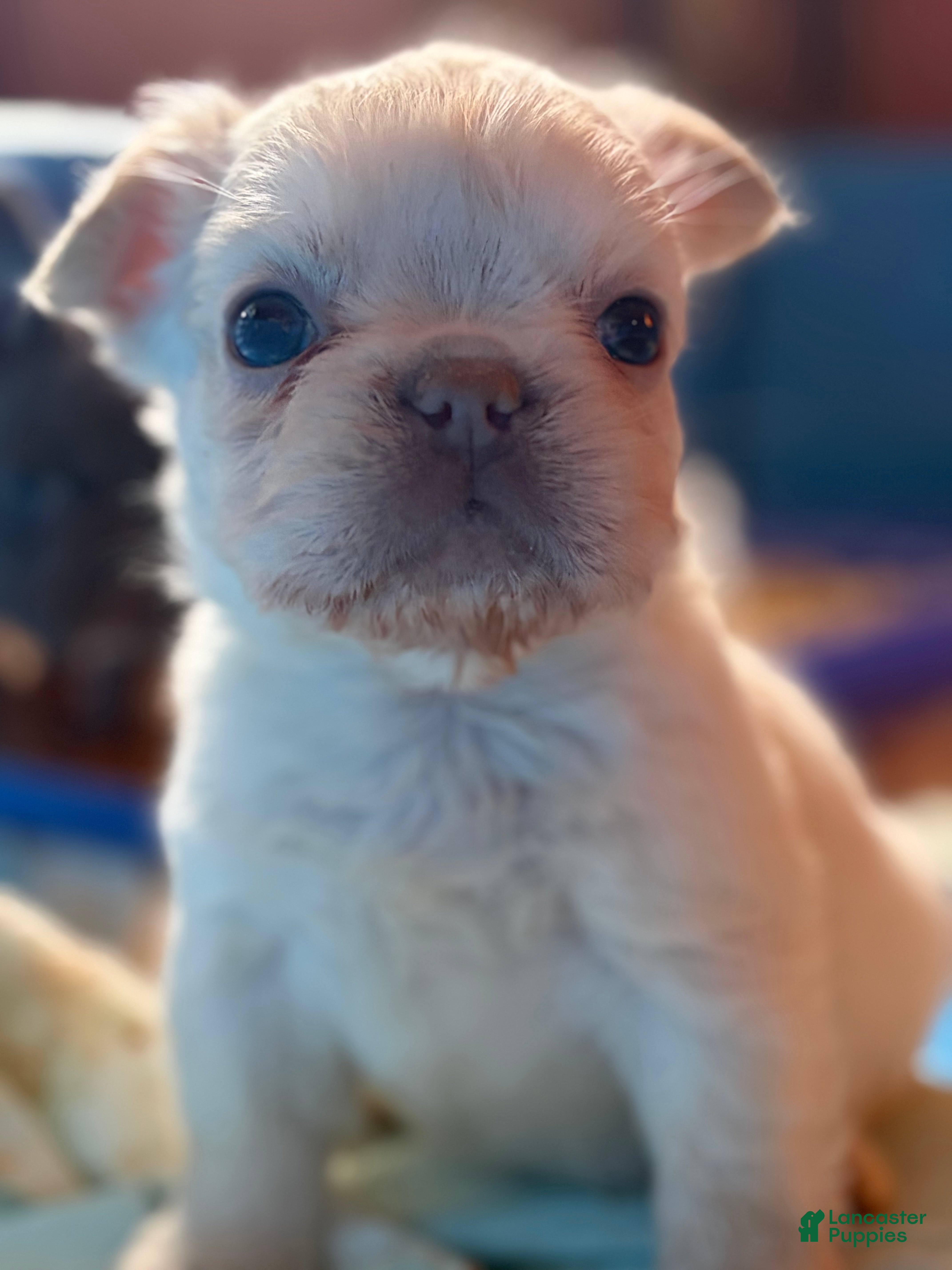 French Bulldog dogs for sale: French Bulldog Puppy 4 - Ad 4