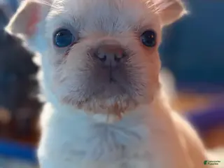 French Bulldog dogs French Bulldog Puppy 4 - Ad 19