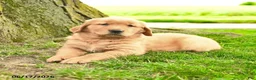 Golden Retriever dogs for sale: Prescott - Ad 3