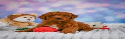 Mini Goldendoodle dogs for sale: Hazel - Ad 5