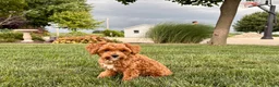 Maltipoo dogs for sale: Maltipoo Puppy 4 male  - Ad 9