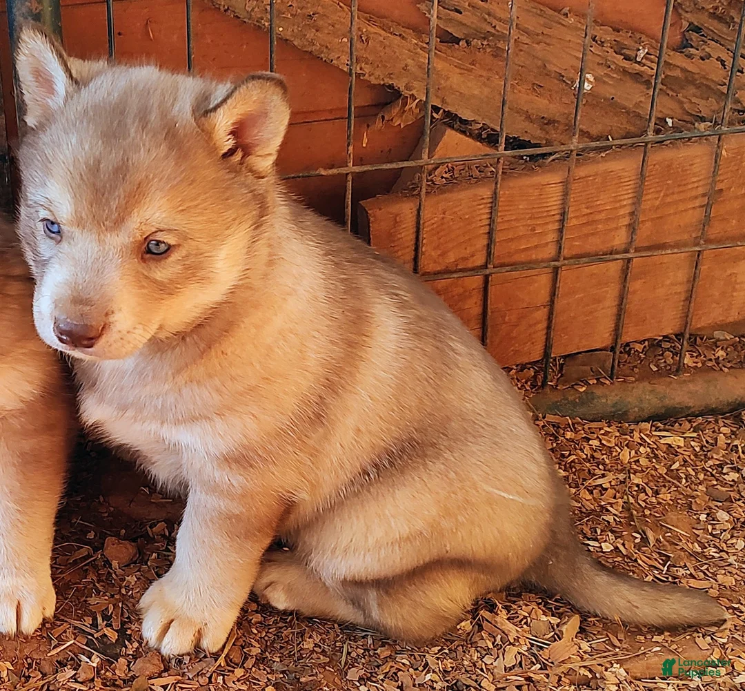 Siberian Husky dogs for sale: Siberian Husky Puppy 1 - Ad 2