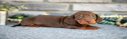 Miniature Dachshund dogs for sale: Toby - Ad 1