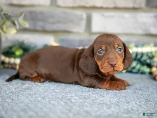 Miniature Dachshund dogs Toby - Ad 17