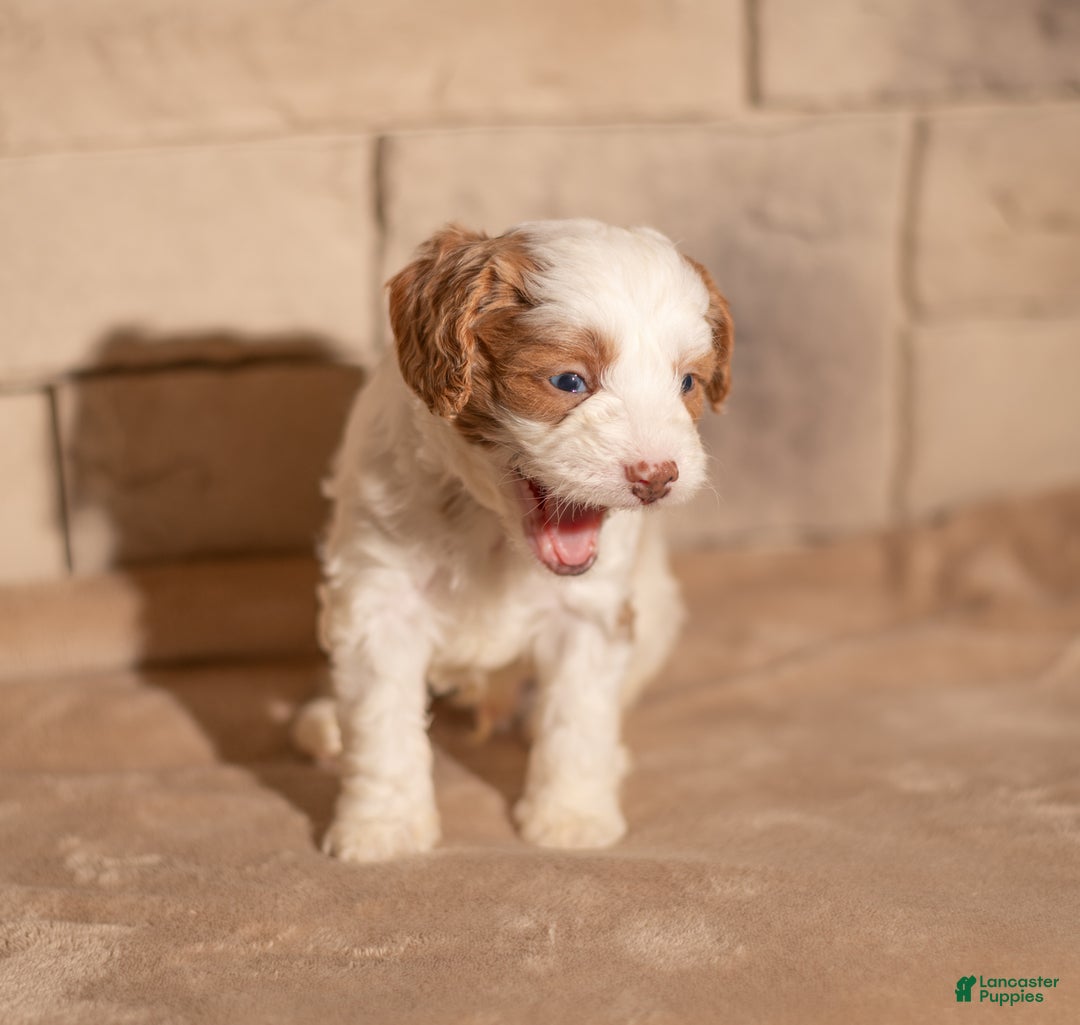 Cavapoo dogs for sale: Theo - Ad 9