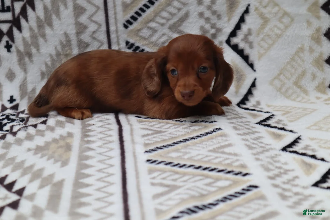 Miniature Dachshund dogs for sale: Snibbles - Ad 1