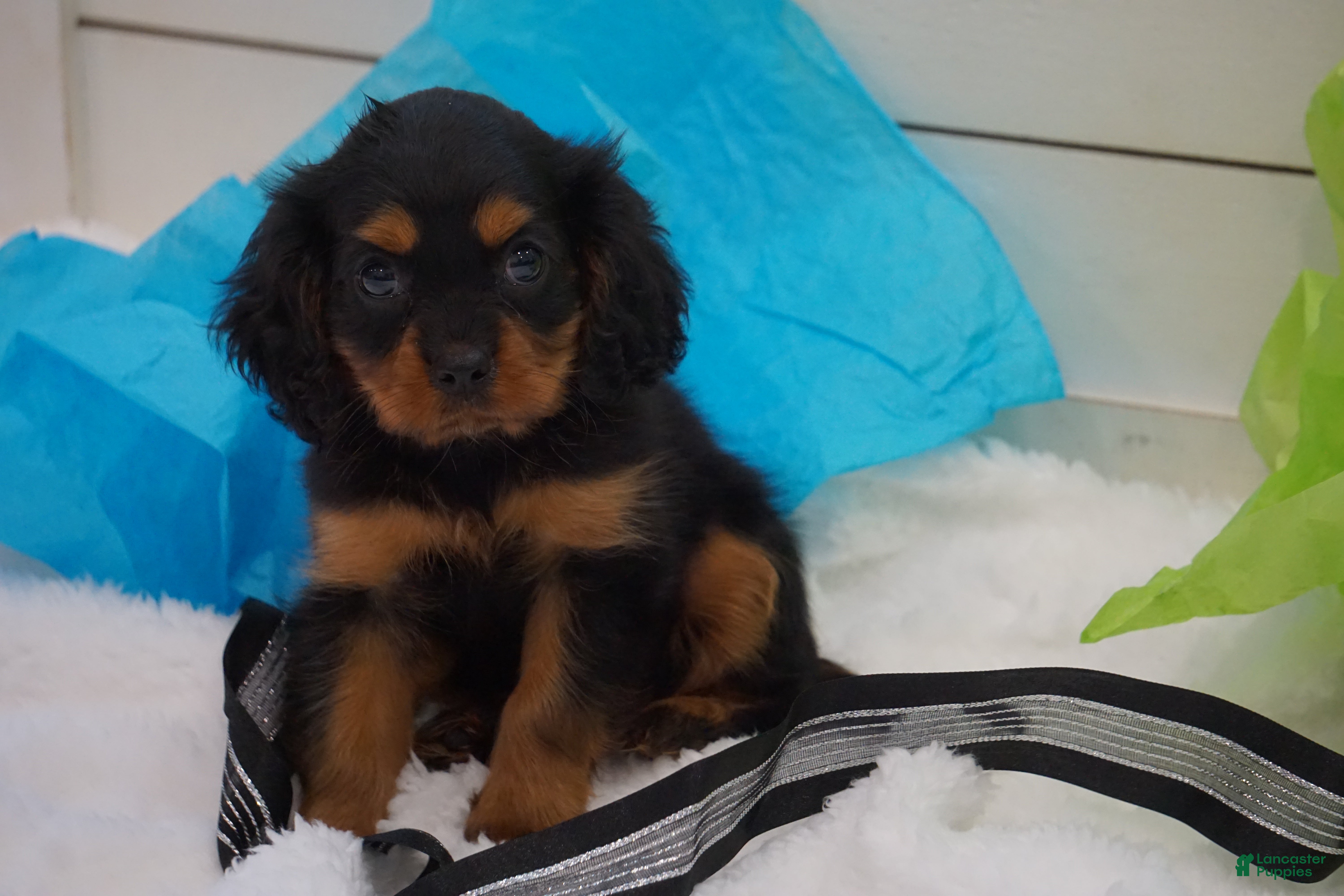 Cavalier King Charles Spaniel dogs Cavalier King Charles Spaniel 1 - Ad 1