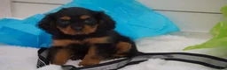 Cavalier King Charles Spaniel dogs for sale: Cavalier King Charles Spaniel 1 - Ad 1