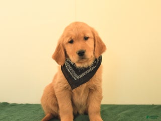 Golden Retriever dogs - Ad 36