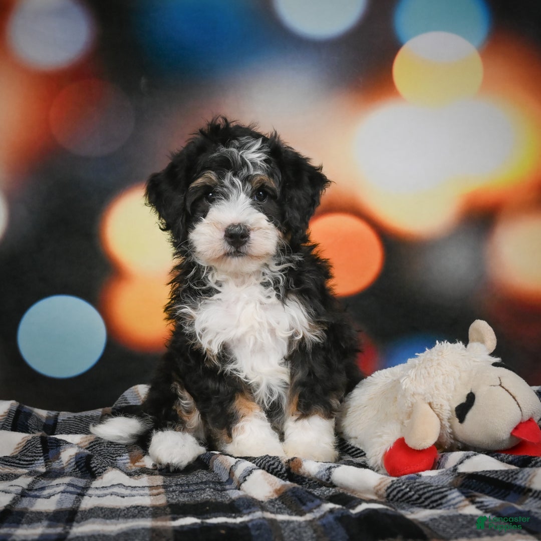 Mini Bernedoodle dogs for sale: Marco - Ad 2
