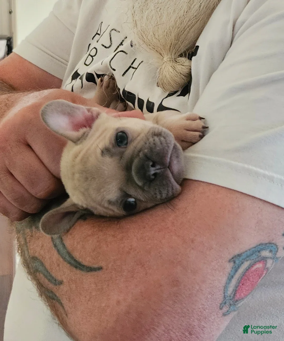 French Bulldog dogs for sale: French Bulldog Puppy 1 - Ad 2