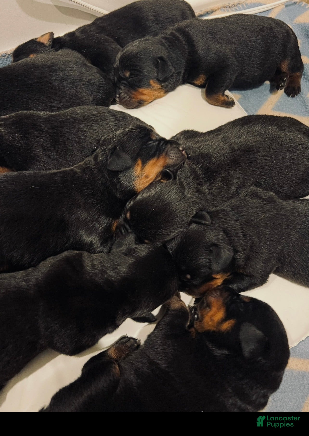 Rottweiler dogs Rottweiler 1 - Ad 6