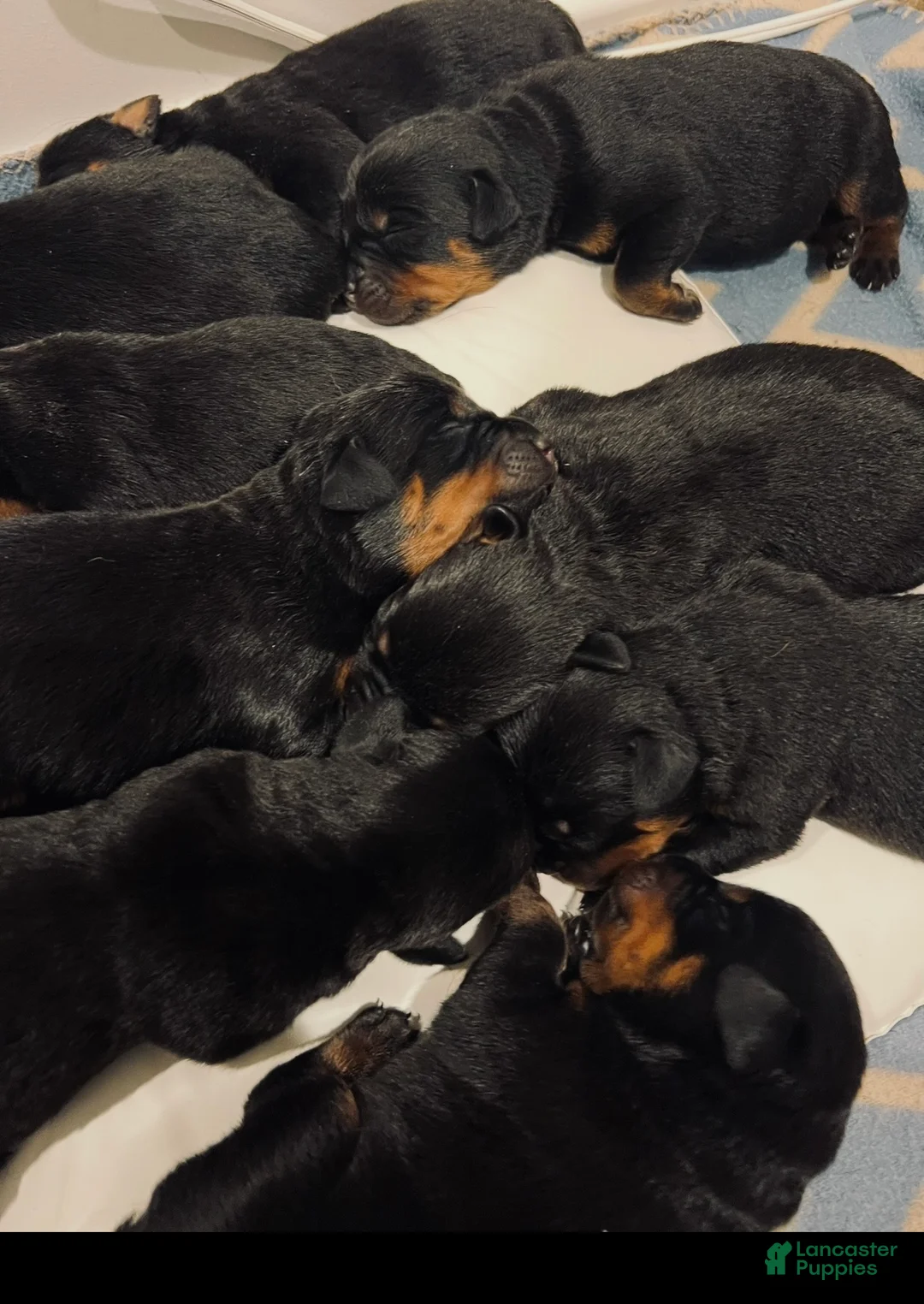 Rottweiler dogs for sale: Rottweiler 1 - Ad 1