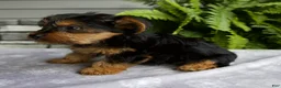 Yorkshire Terrier dogs for sale: Kona - Ad 4