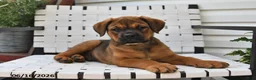 Mixed Breed dogs for sale: King - Ad 3