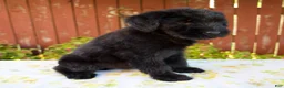 Giant Schnauzer dogs for sale: Roxann - Ad 8