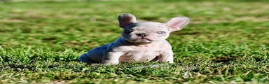 Meet Fleur!  French Bulldog Puppy 