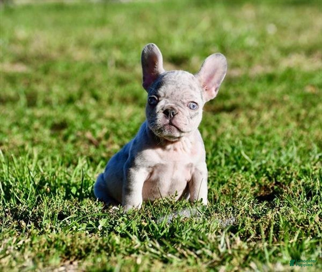 French Bulldog dogs for sale: Meet Fleur!  French Bulldog Puppy  - Ad 1