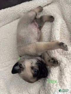 Pug dogs AKC, Rex - Ad 2