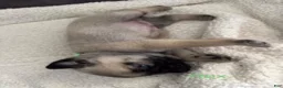 Pug dogs for sale: AKC, Rex - Ad 2