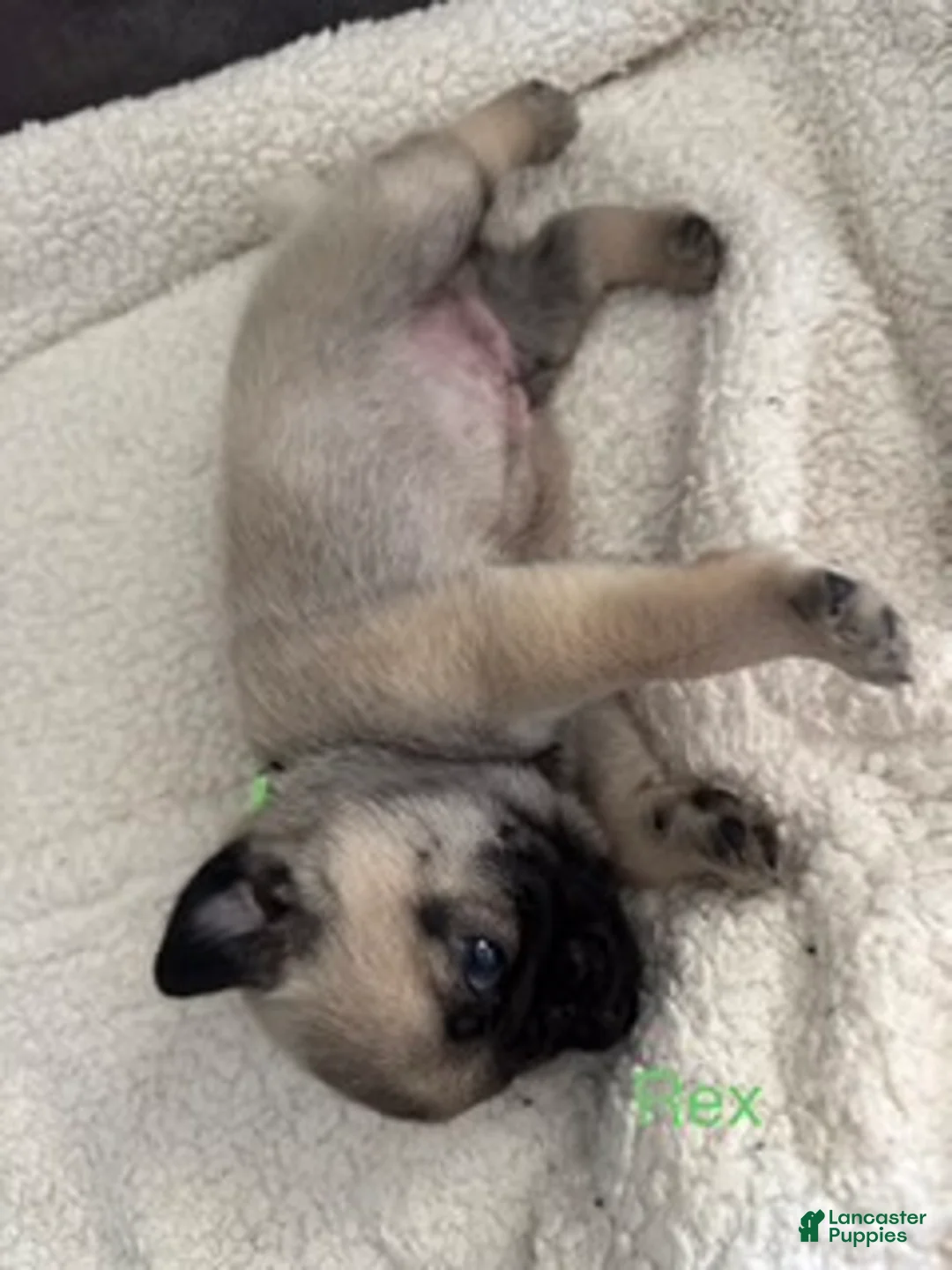 Pug dogs for sale: AKC, Rex - Ad 2