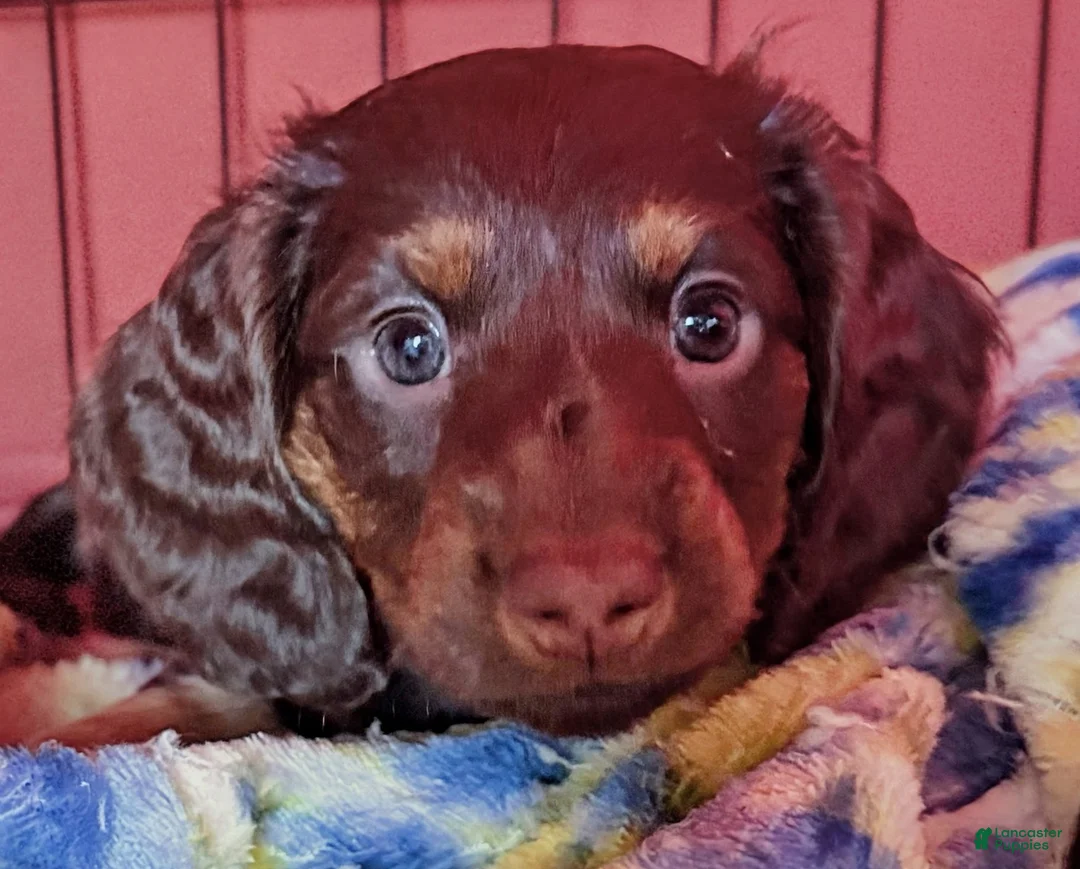Dachshund dogs for sale: Coco - Ad 2