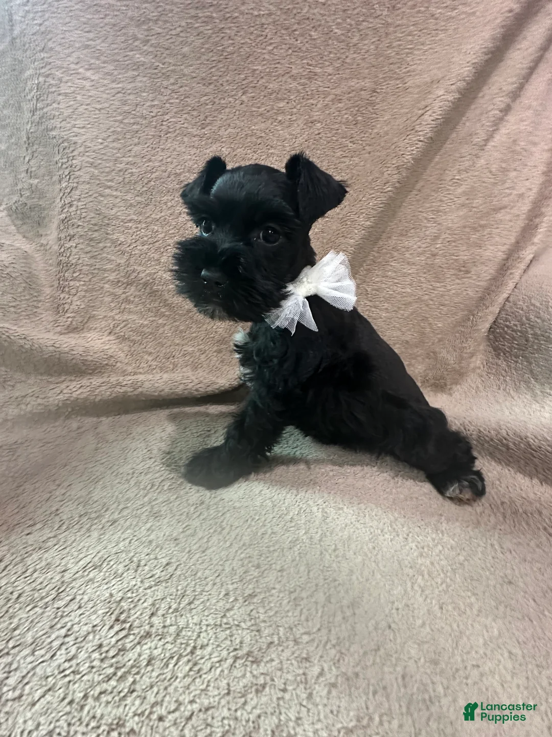 Miniature Schnauzer dogs for sale: Missy - Ad 2