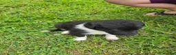 Border Collie dogs for sale: Border Collie 1 - Ad 2