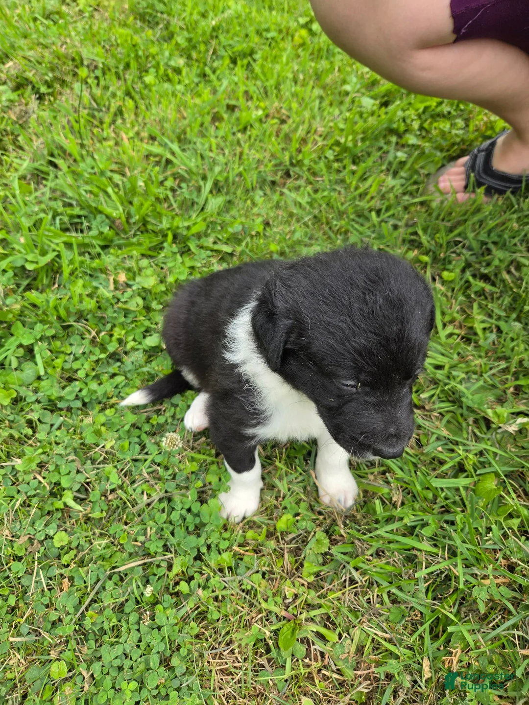Border Collie dogs for sale: Border Collie 1 - Ad 2