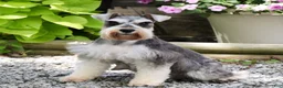 Miniature Schnauzer dogs for sale: Autumn - Ad 7