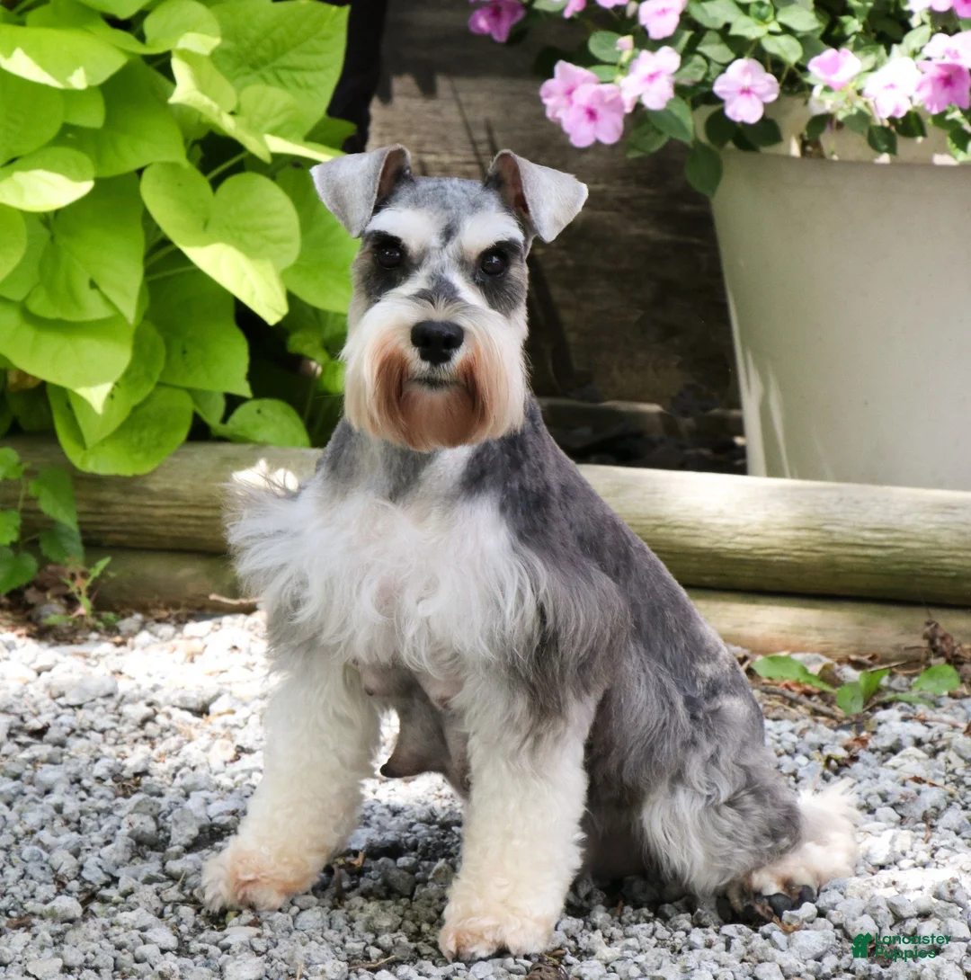 Miniature Schnauzer dogs for sale: Autumn - Ad 7