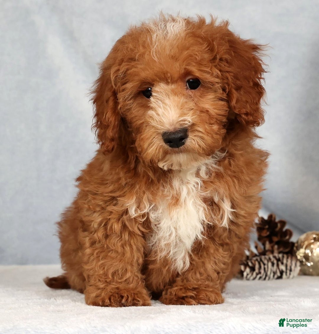 Bichpoo dogs for sale: Eric - Ad 2