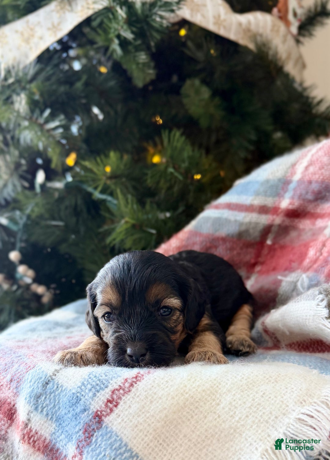 Cavapoo dogs for sale: Chestnut - Ad 3