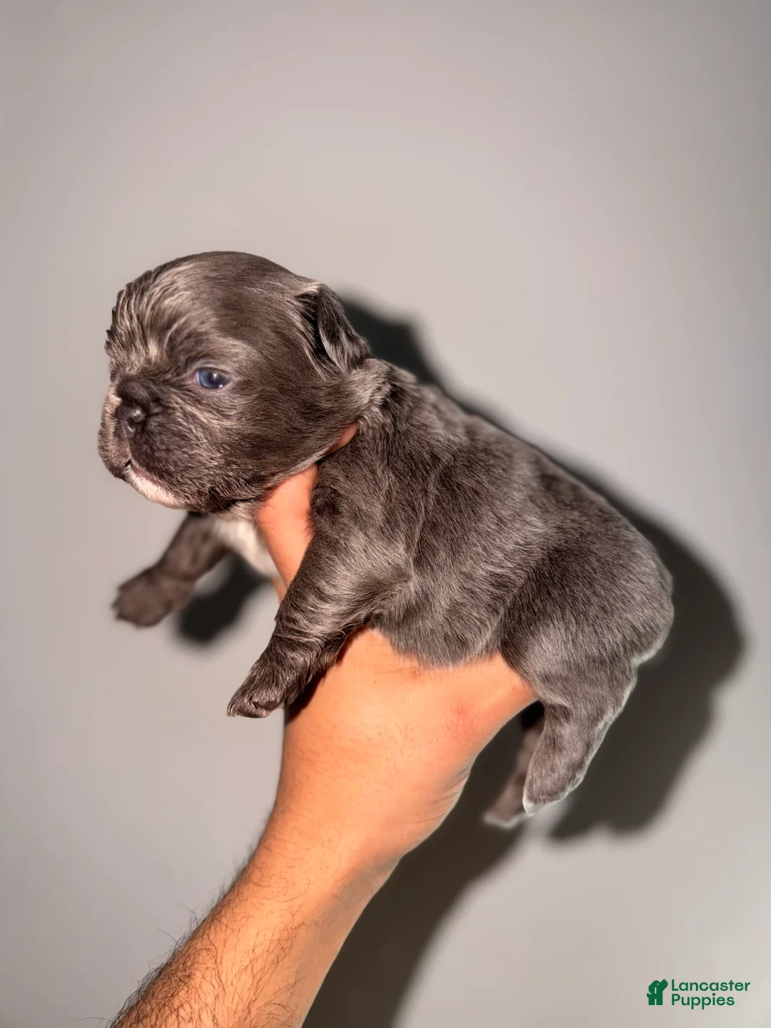 French Bulldog dogs for sale: Bubbles - Ad 2