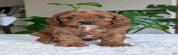 Cavapoo dogs for sale: Myles - Ad 20