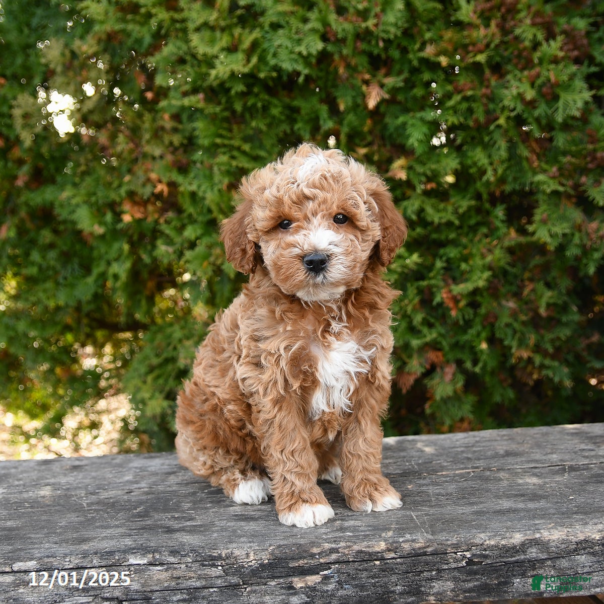 Mini Goldendoodle dogs Fritz - Ad 10