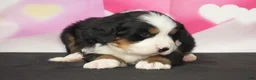 Bernese Mountain Dog dogs for sale: Bernese Mountain Dog Puppy 3 - Ad 4