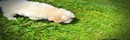 Havapoo dogs for sale: Gabby - Ad 18
