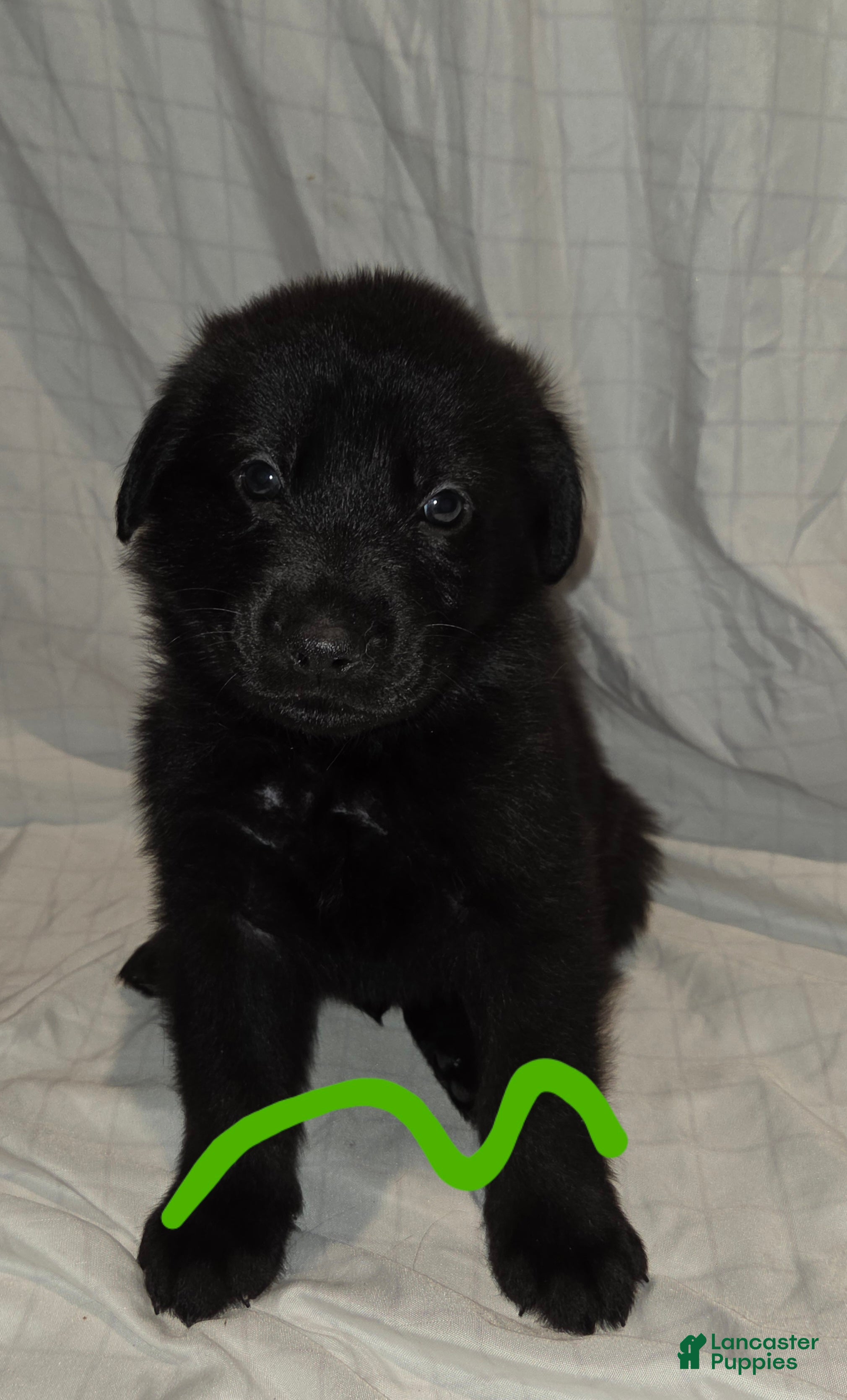 Mixed Breed dogs Golden shepherd green - Ad 22