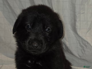 Mixed Breed dogs for sale: Golden shepherd green - Ad 1