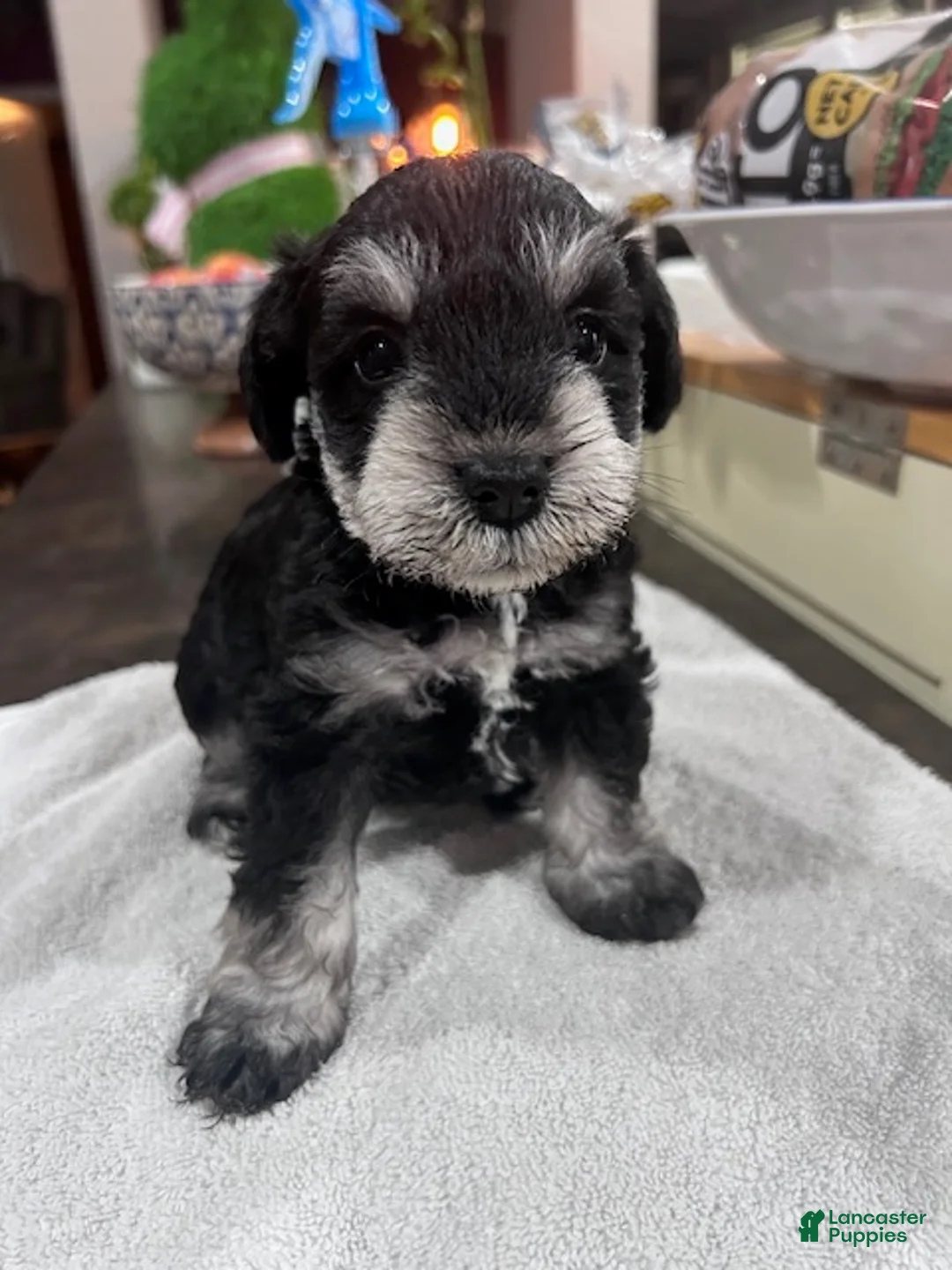 Miniature Schnauzer dogs for sale:  Puppy 3 - Ad 1