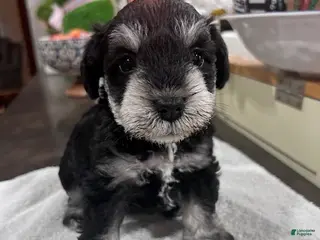 Miniature Schnauzer dogs for sale: Puppy 3 - Ad 1